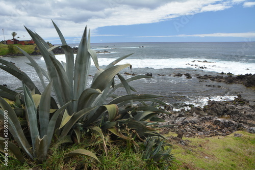 cactus on the beach