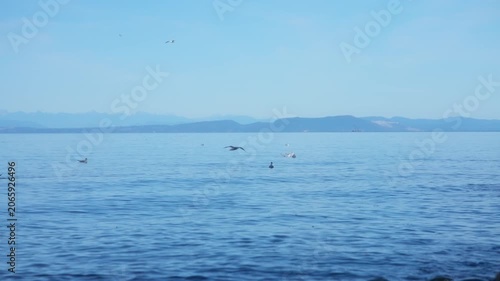 Seagulls floating on calm blue ocean water with distant mountains