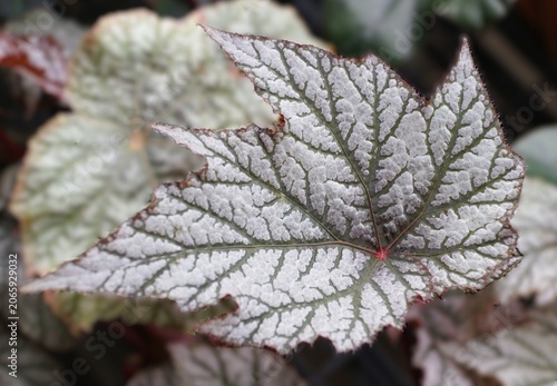 Silvery Begonia Brad's Shadowland leaf with dark green branching veins and serrated edges showing subtle reddish tones.