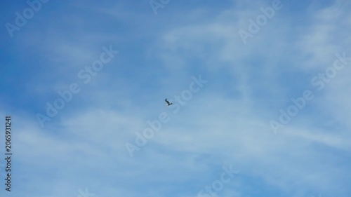 Seagull flying through a bright blue sky with wispy clouds