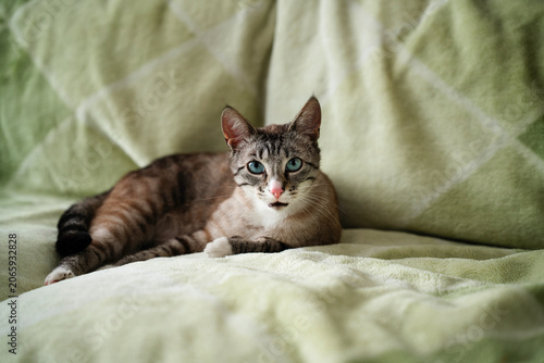 Cute tabby kitten with blue eyes lying on soft green blanket — adorable young cat portrait with pink nose, domestic pet and feline beauty concept