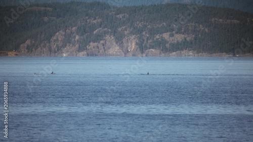 Killer whales surfacing together near a forested mountain coastline