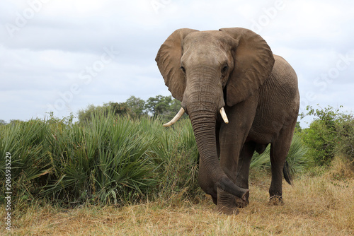 Photography Afrikanischer Elefant / African elephant / Loxodonta africana