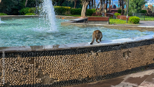 Canvas Print Sunlit monkey on a park fountain rim with splashing water and leafy backdrop sui