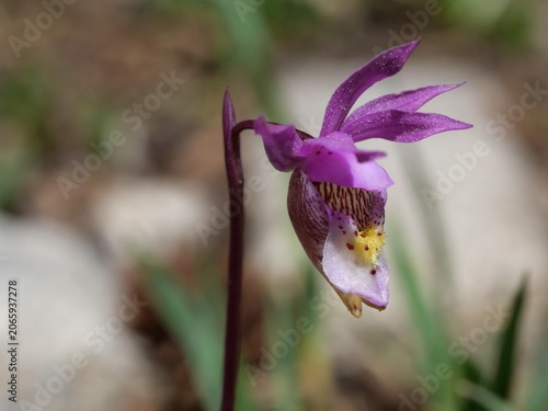Quadro su tela Fairy Slipper Orchid (Calypso bulbosa) Blooming in Indian Peaks Wilderness Color
