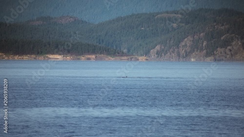 Orcas surfacing in the vast blue waters of a mountain bay.