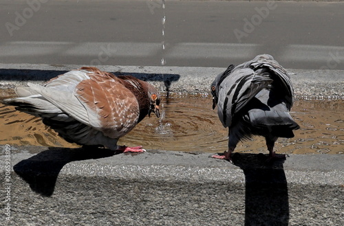 Durstige Tauben auf einem Brunnen in Basel