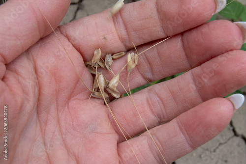Wheat in hand