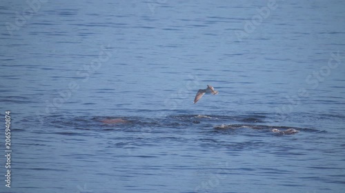 Seagull flying above wild seals surfacing from the ocean water