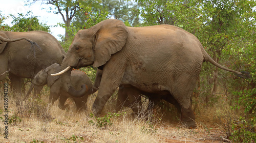 Photography Afrikanischer Elefant / African elephant / Loxodonta africana