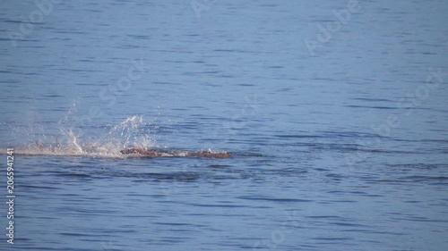 Harbor seal tearing apart giant pacific octopus in blue ocean water