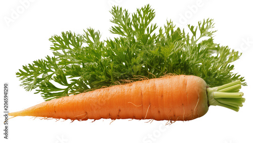 Canvastavla Isolated fresh organic raw carrot with vibrant green leaves, healthy vegetable food ingredient