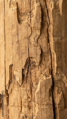 tree bark texture