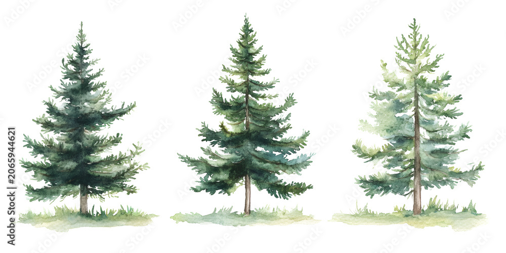 Obraz premium A beautiful watercolor illustration of three detailed evergreen trees with green needles and trunks standing in grassy patches, perfect for winter holiday and nature designs