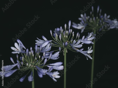 фотографія Tokyo, Japan - June 20, 2026: Closeup of 
Agapanthus africanus or African Lily i