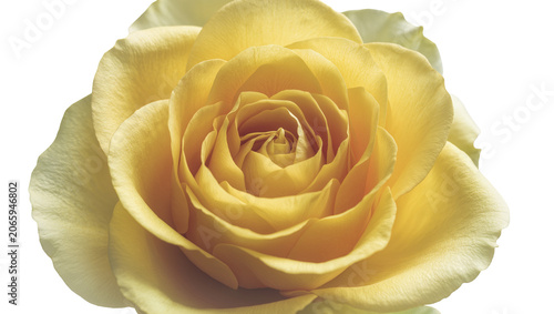 Tableau sur toile Isolated beautiful yellow rose bloom with soft petals, perfect for heartfelt messages