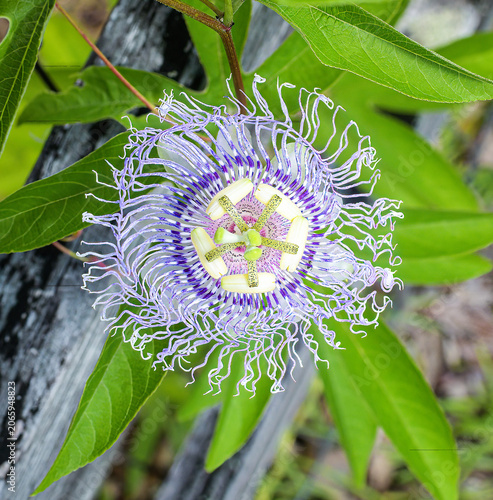 Passiflora incarnata, commonly known as maypop, true purple passionflower, wild apricot, and wild passion vine, is a fast growing perennial vine with climbing or trailing stems. 100 percent native