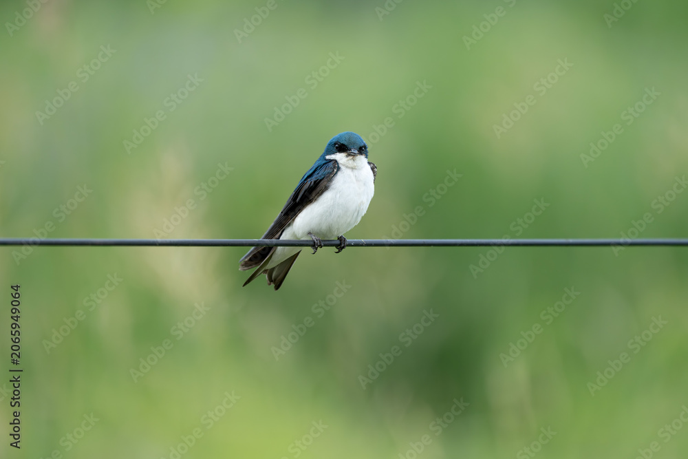 Obraz premium Tree Swallow with Iridescent Blue Plumage Perched on Wire