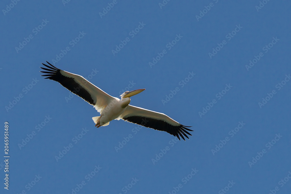 Fototapeta premium Krauskopfpelikan, im Flug, albanische Seite des Prespasees, Nationalpark Prespa, Dreiländereck Albanien, Griechenland, Nordmazedonien, 30.05.2026 