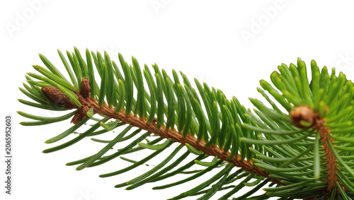 Obraz na plátne Isolated close-up of a fresh green spruce tree branch featuring vibrant needles