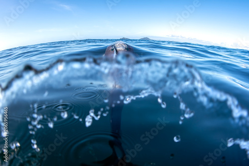 Common dolphin surfacing beside a camera in clear blue water with a split level perspective off the East Coast of New South Wales, Australia.
