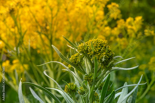 Detailed macro shot of vibrant green wild flower buds and leaves beginning to grow in a spring garden. The background features a soft yellow bokeh from blooming flowers. Evoking a sense of vitality.