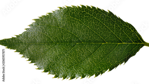 Photos Isolated single green leaf showcasing intricate venation and serrated edge detai