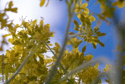 Yellow wildflowers blooming under blue sky at low angle. This optimistic scene features natural backlighting and a dreamy bokeh effect. Spring renewal and growth. Selective focus.