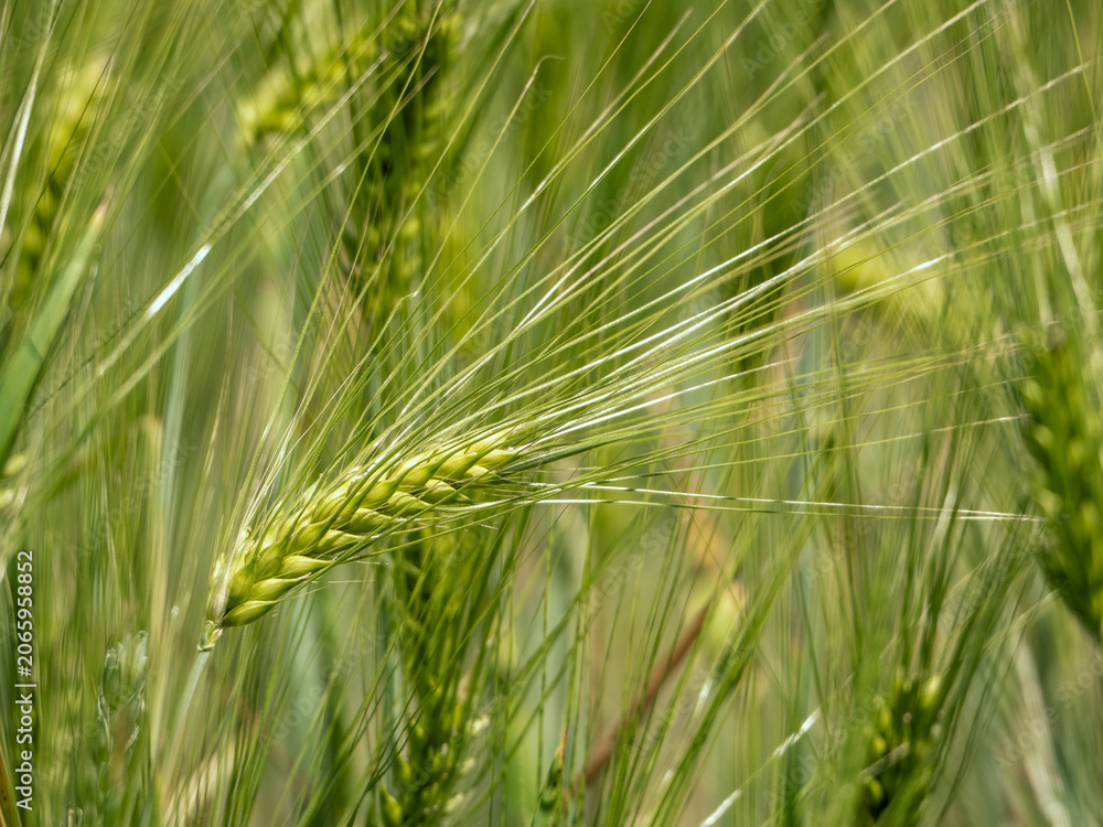 Obraz premium wheat ears in the field.