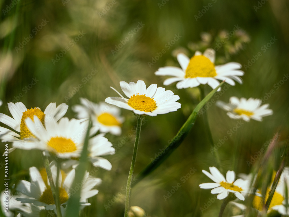 Fototapeta premium Beautiful daisies growing in the garden on a sunny summer day.