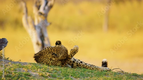 footage of a cheetah licking his paw and leg. Khwai Moremi Game Reserve of South africa.