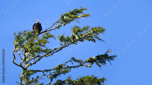 Bald Eagle (Haliaeetus Leucocephalus) In A Douglas Fir (Pseudotsuga Menziesii)