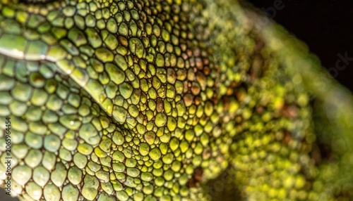 Close-up of green reptile skin texture.