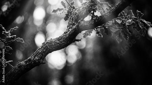 Tree Branch with Soft Monochrome Bokeh Background