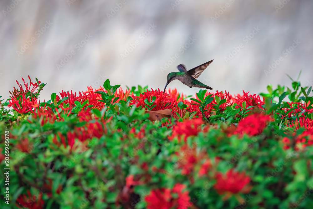 Fototapeta premium Hummingbird hovering over red flowers in Punta Cana Dominican republic