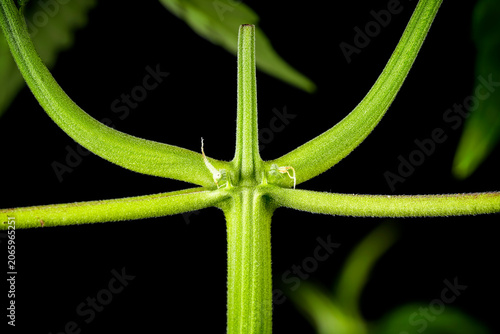 Fotografija Topped cannabis plant stem macro, main-lining and pruning training technique clo