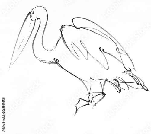 drawing of a bird