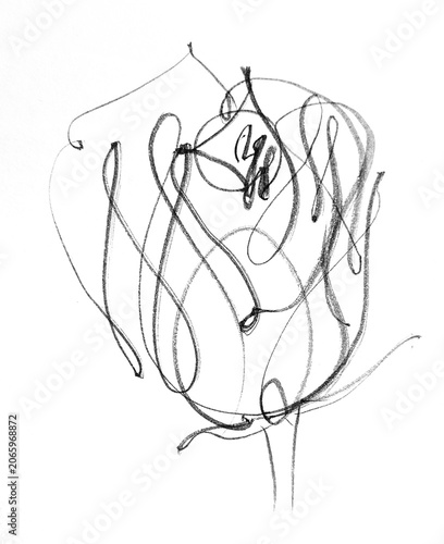 Calligraphic roses are drawn with brush on paper in small and large sizes showing artistic expression in floral design