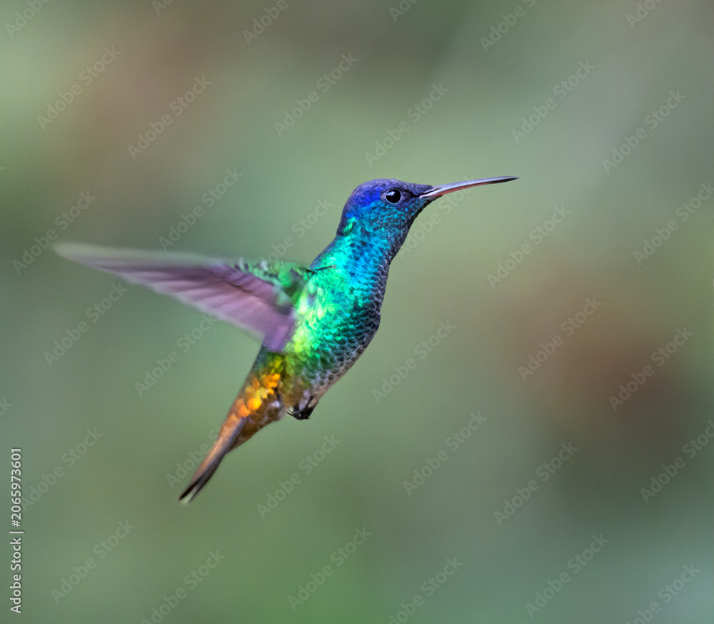 Obraz premium Golden-tailed Sapphire (Chrysuronia oenone), a species of hummingbird found in South America.