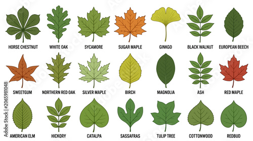 A flat lay of various types of tree leaves arranged on a white background with labels underneath each leaf.