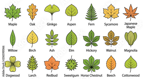 Photos Infographic illustration of various types of leaves with their names listed below each leaf on a clean white background
