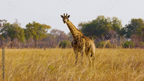 Giraffe Thornicrofti - endemic of Zambia.