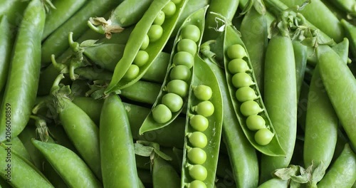 Pile of fresh green peas in pods as background, closeup