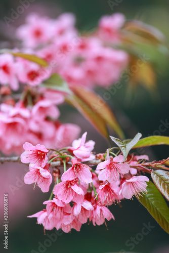 Pink cherry blossom flowers on branch with soft natural background