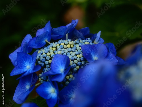 青い紫陽花