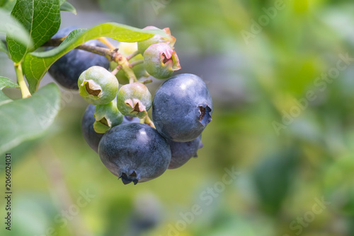 Blueberries Ripening on the Plant
