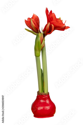 Isolated flowering red  Amaryllis bloom