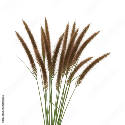 A close-up view of tall, elegant grasses with feathery tops in a natural setting.