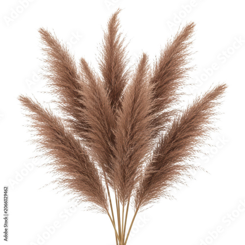 A close-up view of delicate pampas grass with soft, feathery plumes