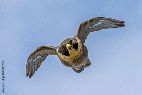 Australian Peregrine Falcon in flight